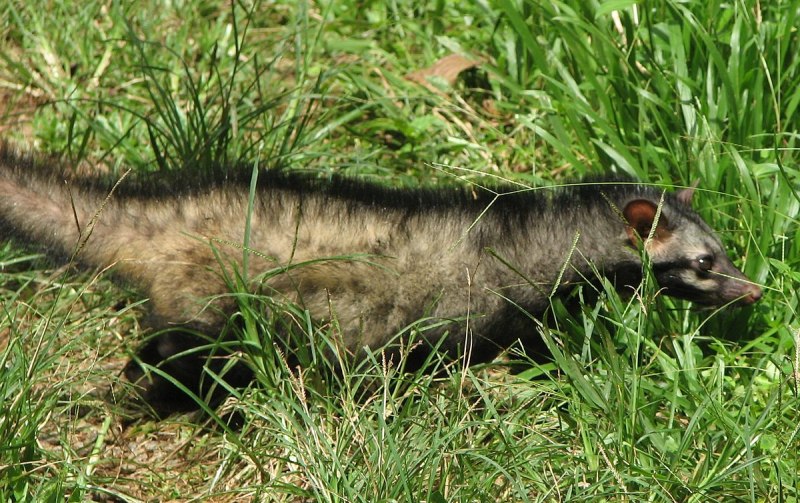 Cynogale bennettii