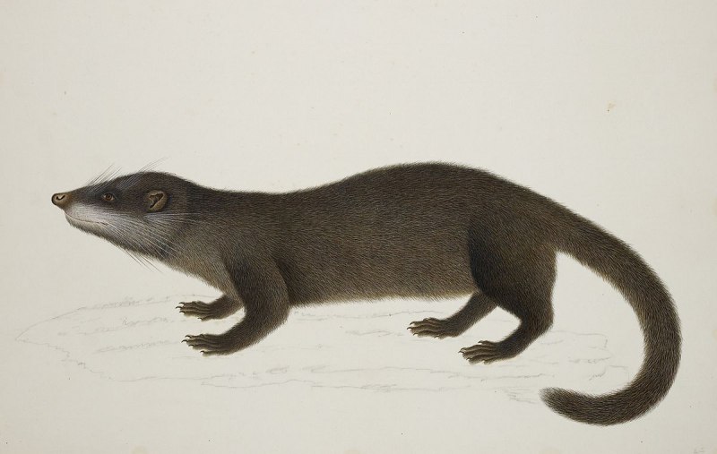 Otter civet artwork