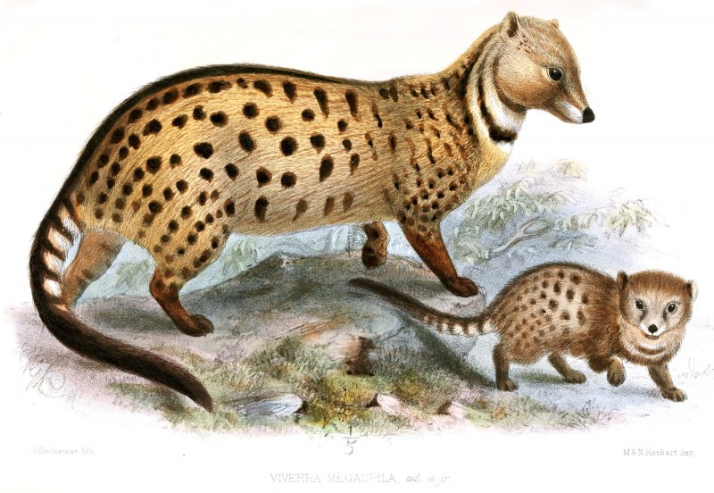 Arctogalidia trivirgata