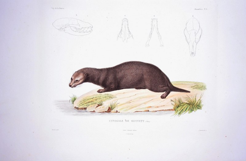 Cynogale bennettii