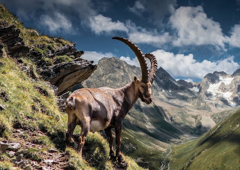 Steinbock Австрии
