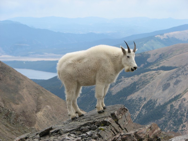 Oreamnos americanus