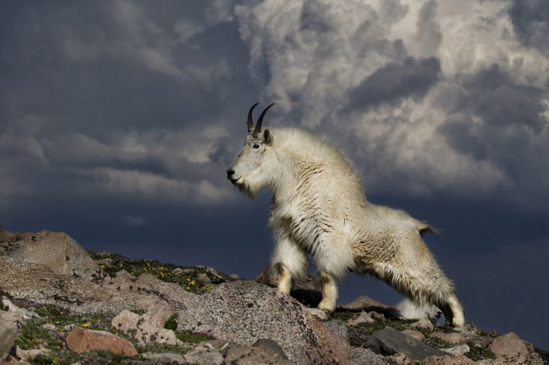 Oreamnos americanus