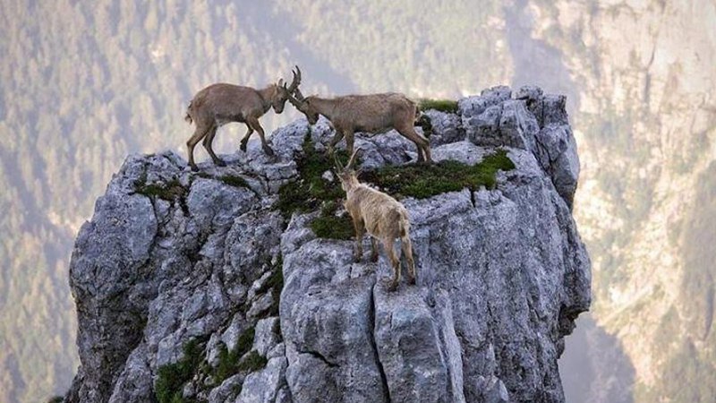 Горный козел в горах отвесных