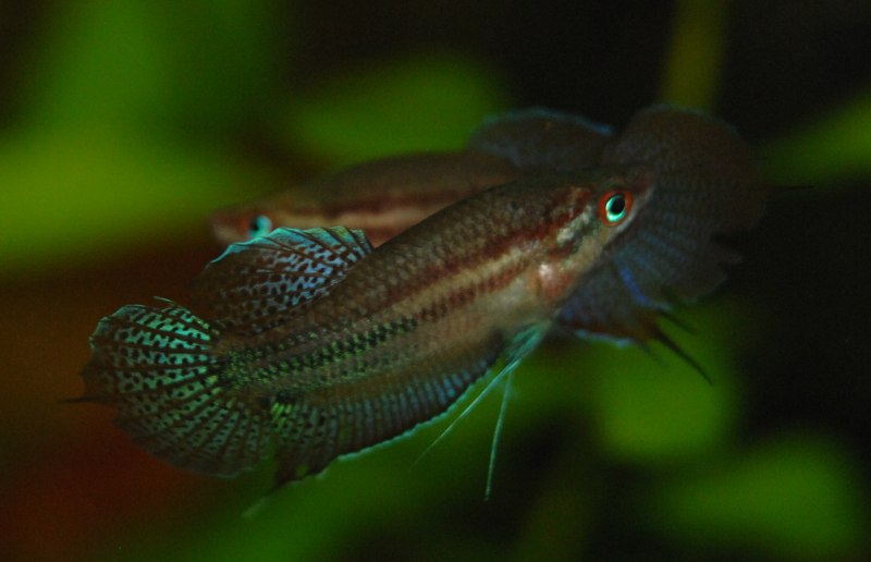 Trichopsis vittata