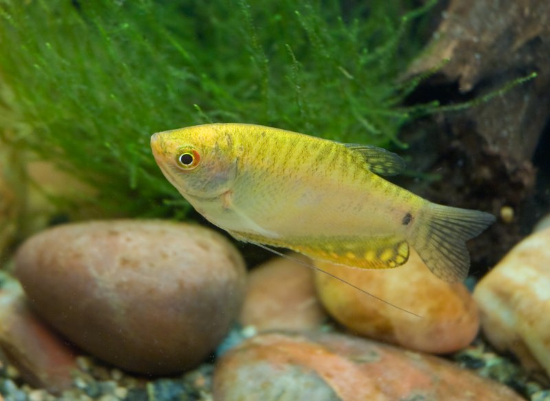 Лялиус (Trichogaster lalius)