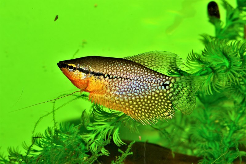 Гурами ворчащий Trichopsis vittata