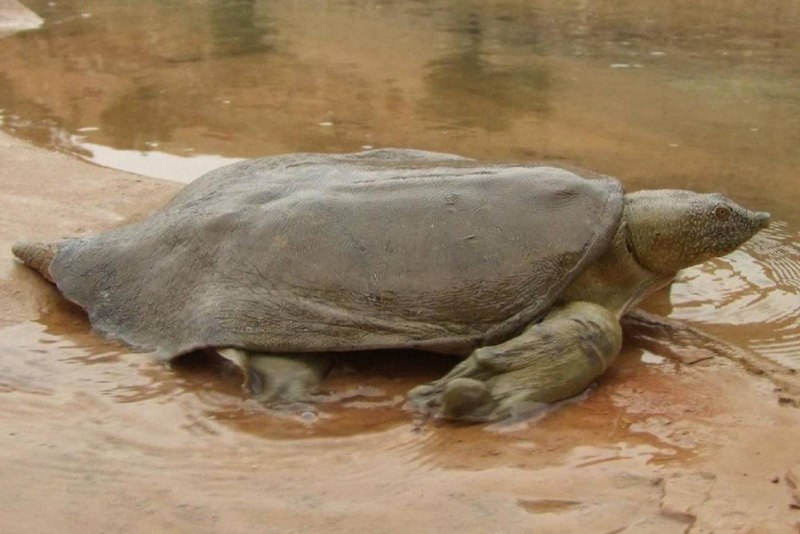 Pelochelys bibroni