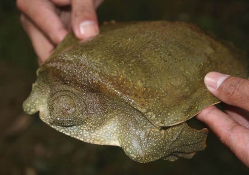Pelochelys cantorii