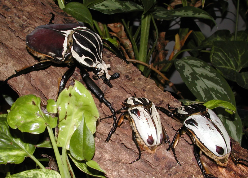 Goliathus goliatus