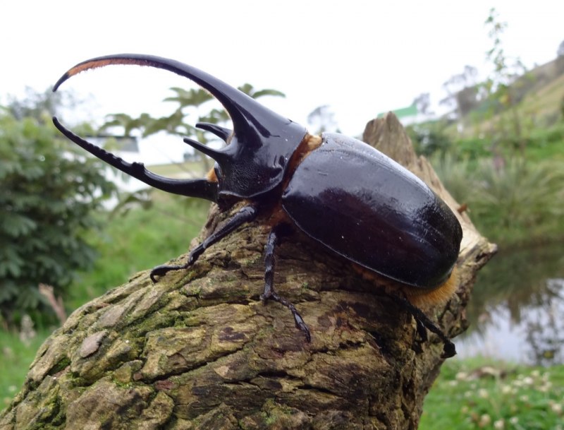 Жуки Mecynorrhina ugandensis