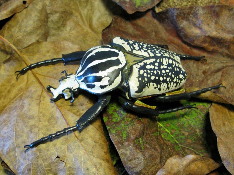 Королевский Жук-Голиаф Goliathus Regius
