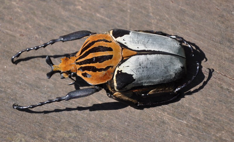 Жук-Голиаф Goliathus goliatus