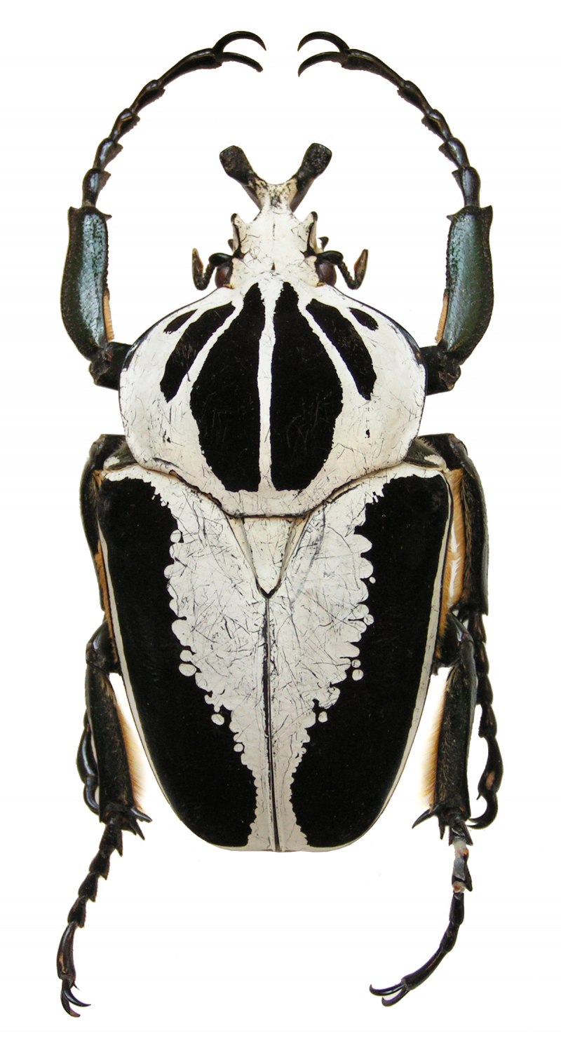 Жук-Голиаф Goliathus goliatus