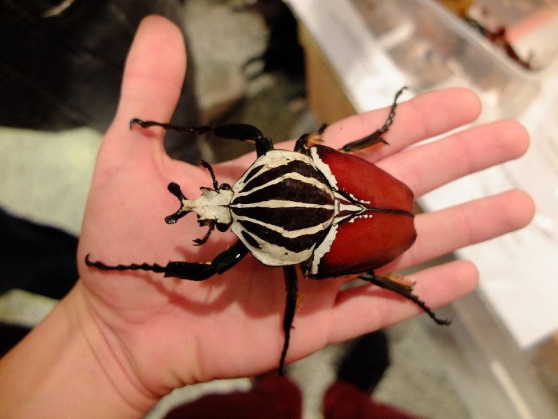 Жук-Голиаф Goliathus goliatus
