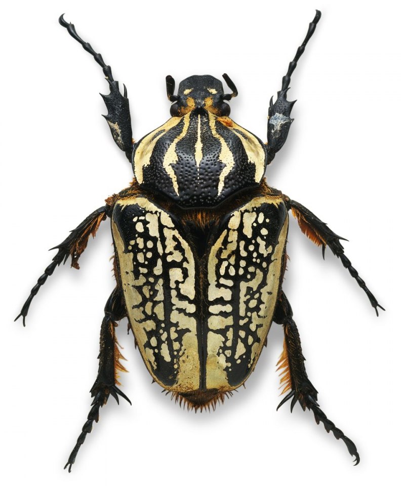 Mecynorrhina torquata