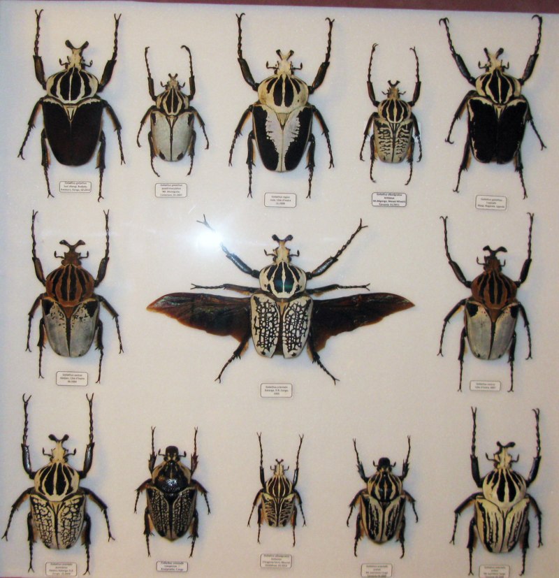 Lucanus capreolus