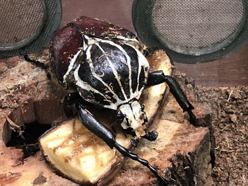 Королевский Жук Голиаф