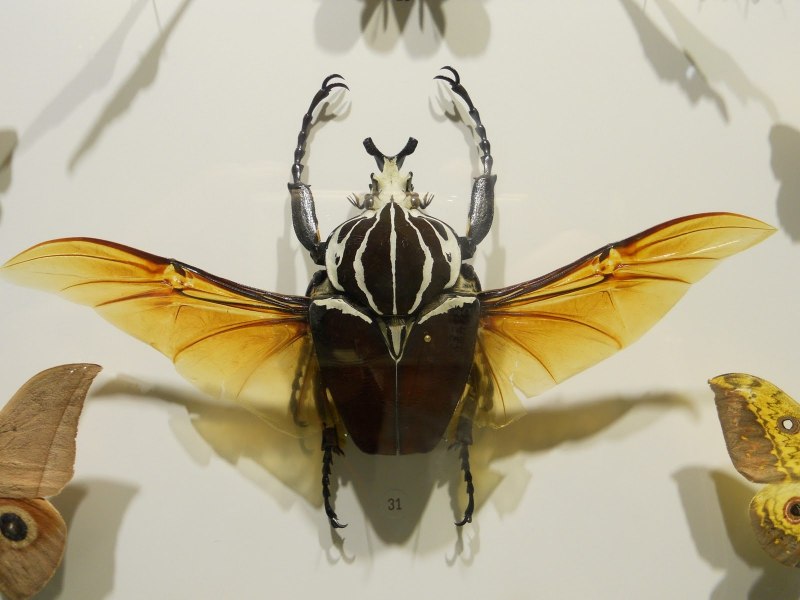 Жук Chrysina resplendens