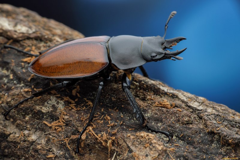Жук Dynastes Neptunus