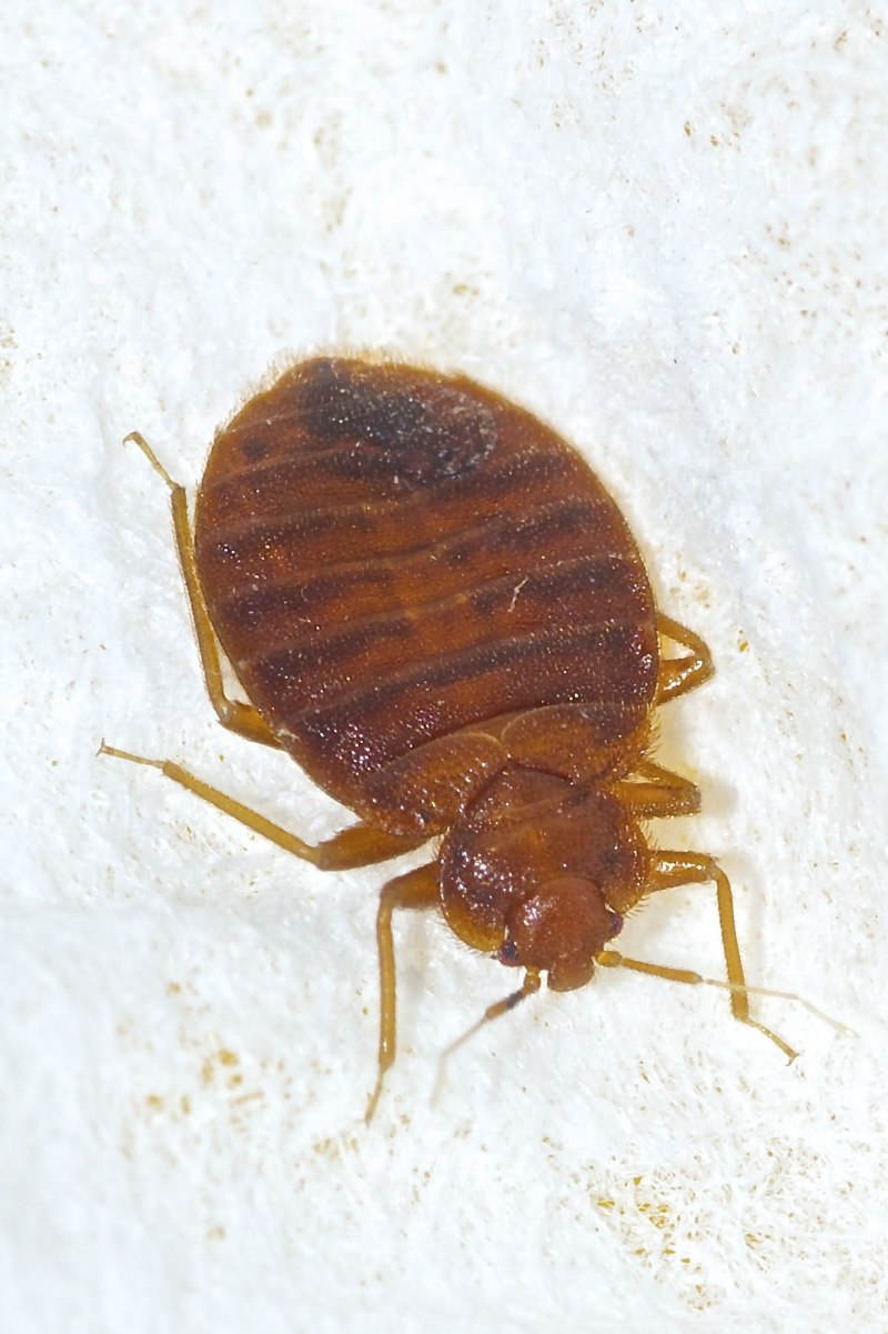 Мебельный таракан (Supella longipalpa).