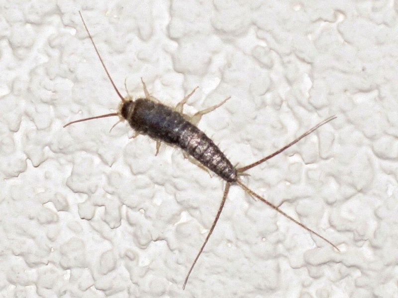 Чешуйница (lepisma saccharina)
