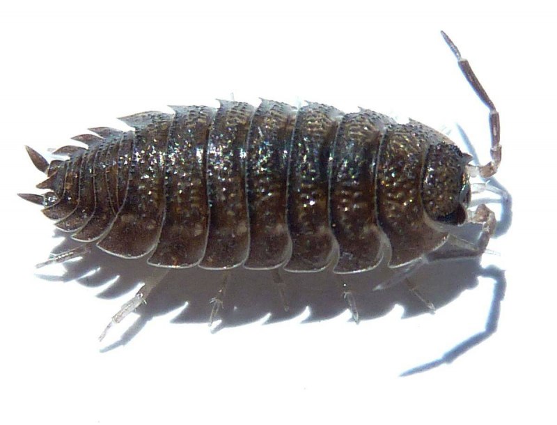 Чешуйница (lepisma saccharina)