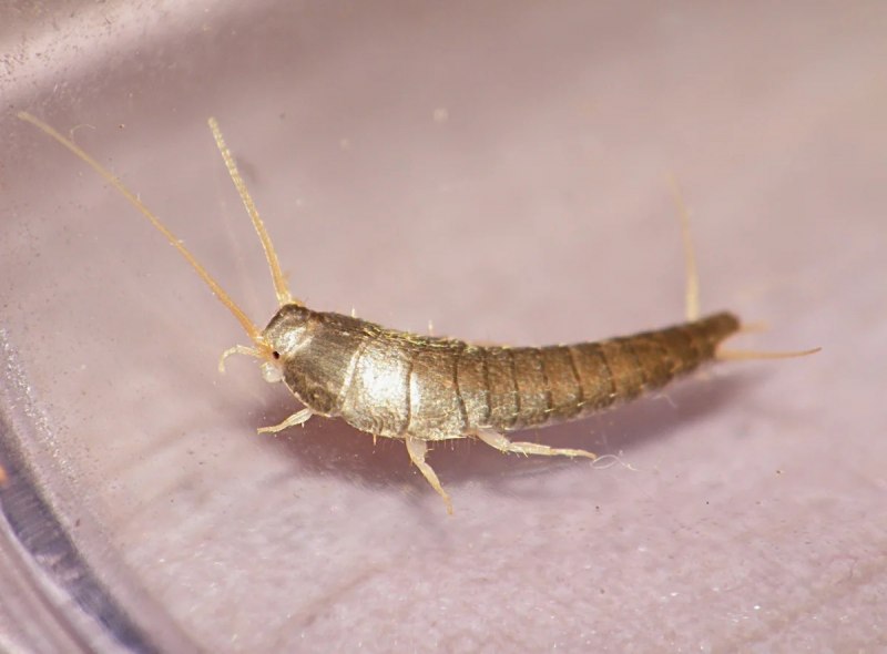Porcellio expansus мокрица