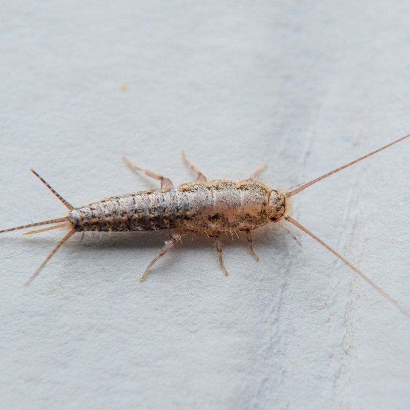 Lepisma saccharina