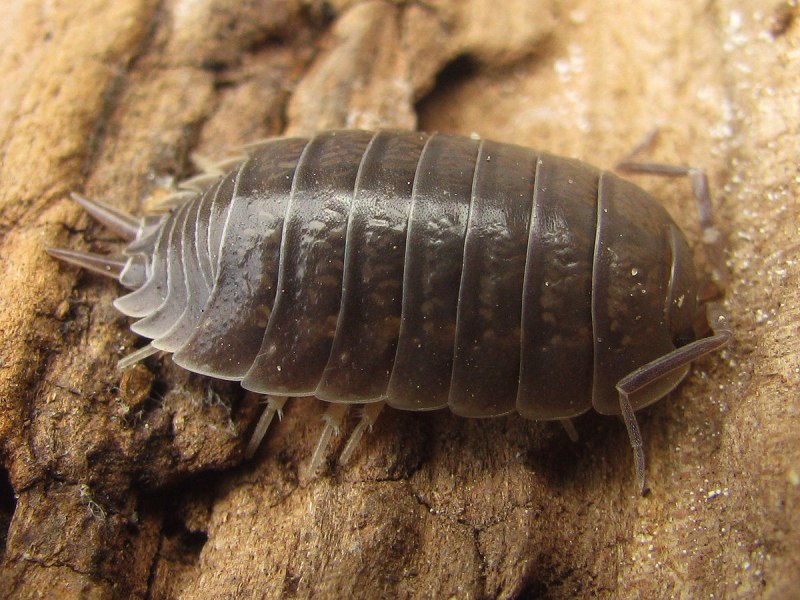 Lepisma saccharina