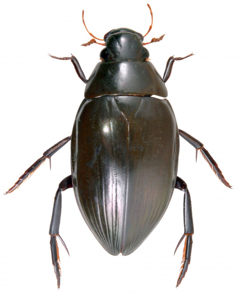 Hydrophilus piceus