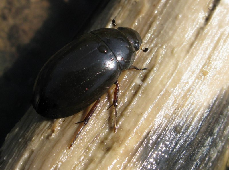 Жук-плавунец Dytiscus marginalis