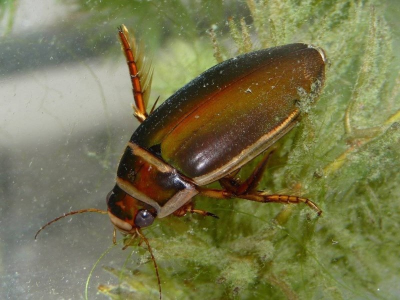 Hydrophilus aterrimus