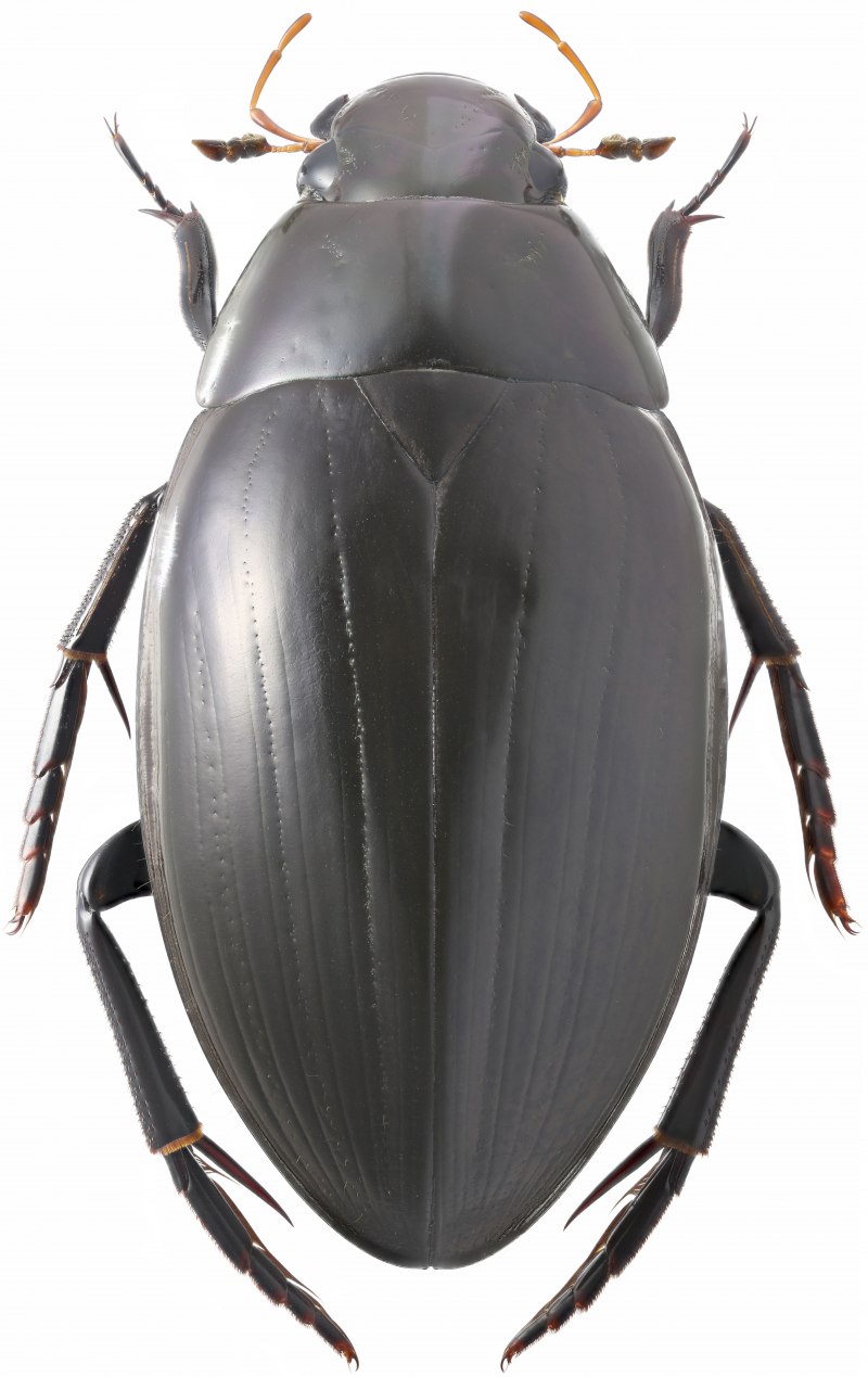 Hydrophilus aterrimus