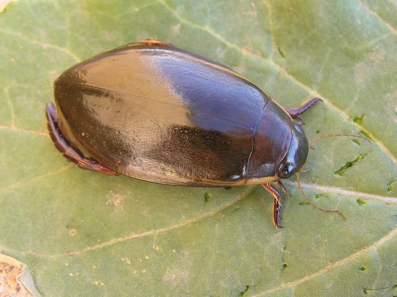 Широкий плавунец Dytiscus Latissimus