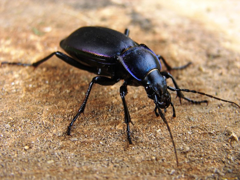 Полоскун (Acilius sulcatus