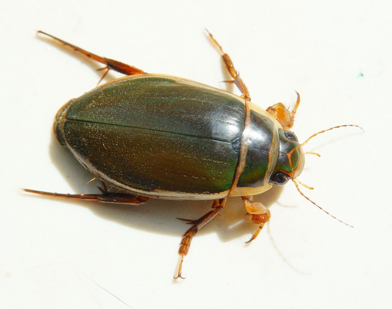 Жук водолюб (Hydrophilidae SP.)