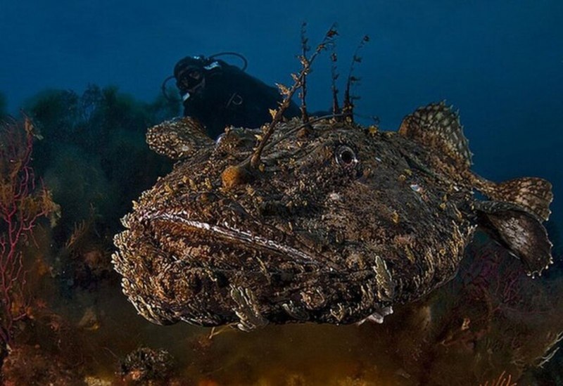 Морской черт удильщик