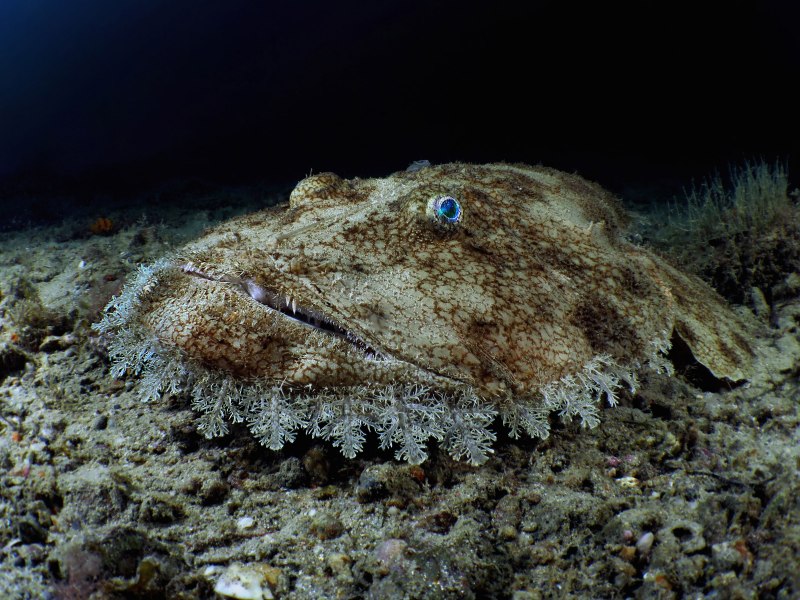 Европейский удильщик морской чёрт
