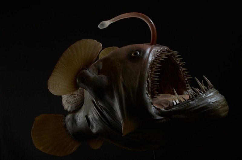 Морской черт удильщик