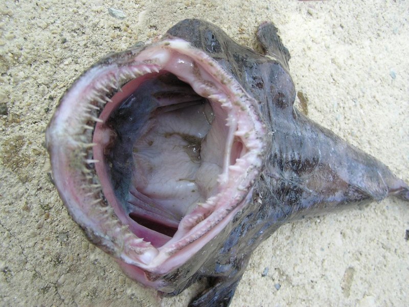 Lophius piscatorius