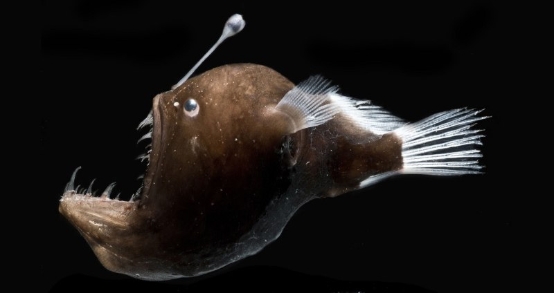 Рыба удильщик морской черт
