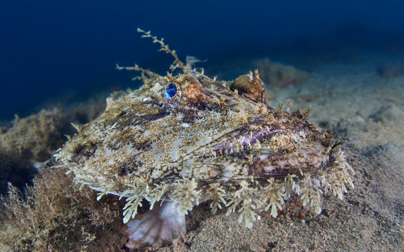 Европейский морской удильщик