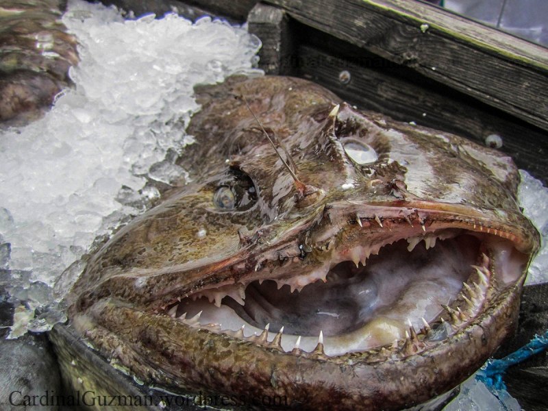 Морской черт (Lophius piscatorius)