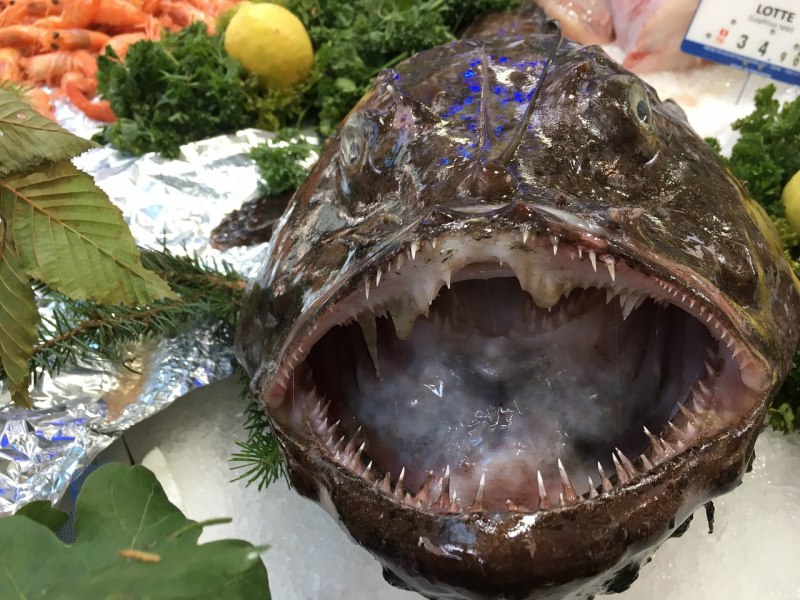 Морской чёрт удильщик рыбы