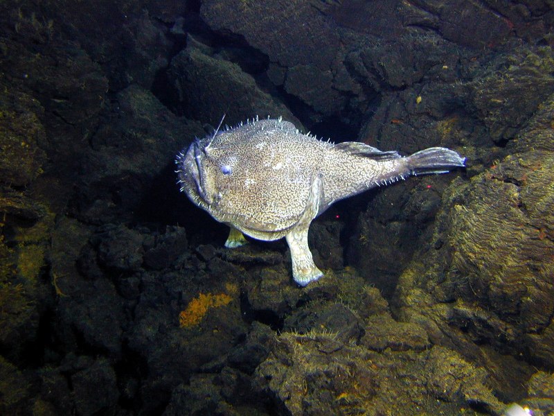 Морской удильщик рыба