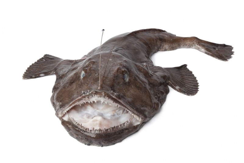 Европейский удильщик Lophius piscatorius
