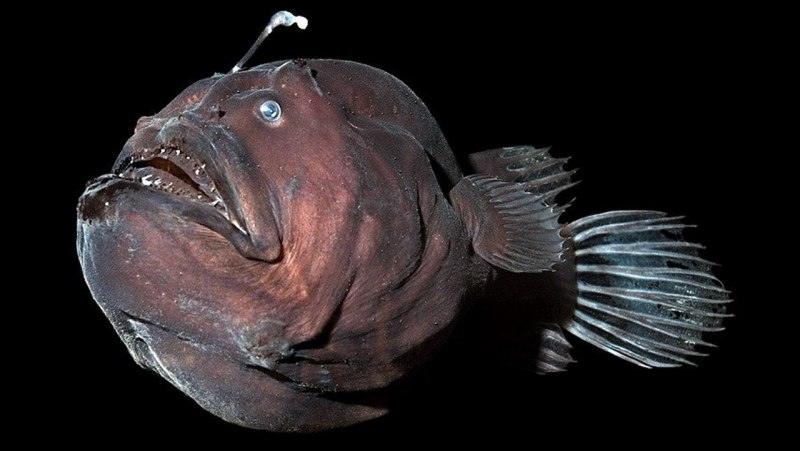 Морской дьявол удильщик