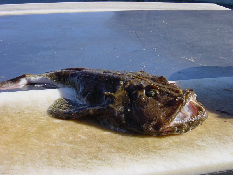 Европейский удильщик морской чёрт