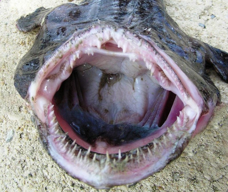 Морской черт (Lophius piscatorius)